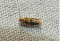 Bucculatrix ulmella