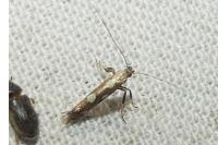 Calybites phasianipennella