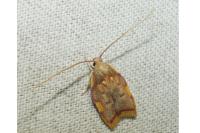 Carcina quercana