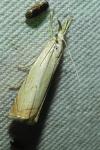 Chrysoteuchia culmella