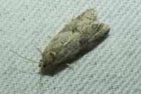 Cnephasia