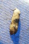 Cochylis posterana