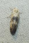 Cochylis posterana