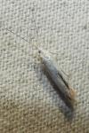 Coleophora