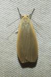 Collita griseola