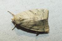 Cosmia trapezina