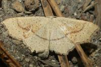 Cyclophora punctaria