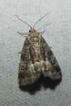 Deltote pygarga