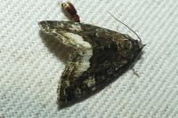 Deltote pygarga