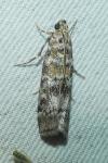Dioryctria abietella/sylvestrella