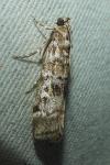 Dioryctria abietella/sylvestrella