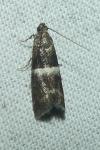 Elegia similella