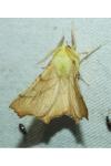 Ennomos alniaria