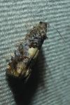 Epiblema