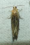 Eucosma