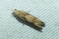 Eucosma conterminana