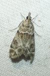 Eudonia mercurella