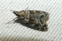 Eudonia mercurella