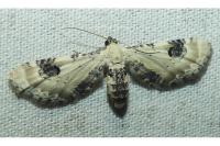 Eupithecia centaureata