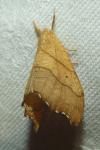 Falcaria lacertinaria