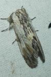 Harpyia milhauseri