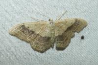 Idaea aversata