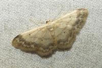 Idaea biselata