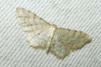 Idaea fuscovenosa