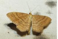 Idaea ochrata