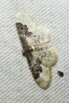 Idaea rusticata