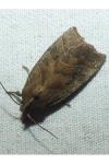 Ipimorpha retusa