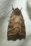 Ipimorpha retusa