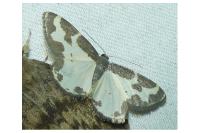 Lomaspilis marginata