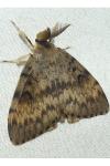 Lymantria dispar