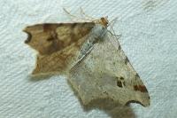 Macaria alternata