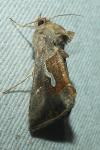 Macdunnoughia confusa