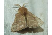 Malacosoma neustria