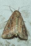 Lacanobia splendens