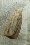 Mythimna pudorina