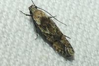 Carpatolechia decorella