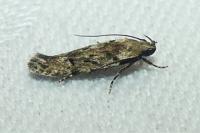 Carpatolechia decorella