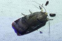 Noctua janthe/janthina