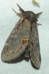Notodonta dromedarius