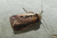 Ochropleura plecta