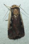 Ochropleura plecta