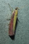 Oncocera semirubella