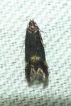 Oxypteryx atrella