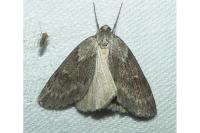 Pachycnemia hippocastanaria