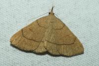 Paracolax tristalis