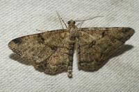 Peribatodes rhomboidaria